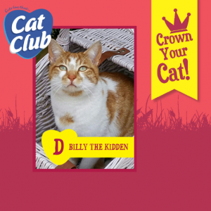 Billy the Kidden Cat Club Finalist