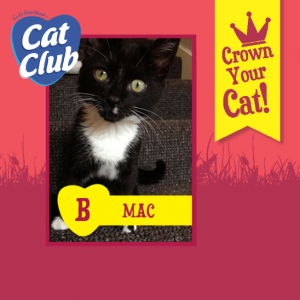 Mac Cat Club Finalist