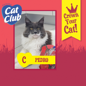 Pedro Cat Club Finalist