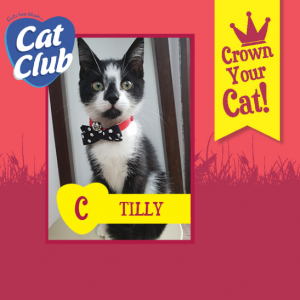Tilly - Cat Club Finalist