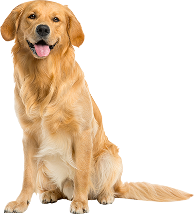 Mackle Golden Retriver