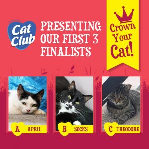 Cat Club Competition