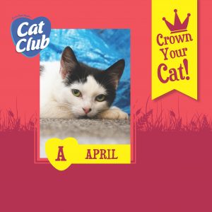 Cat Club Finalist April 1