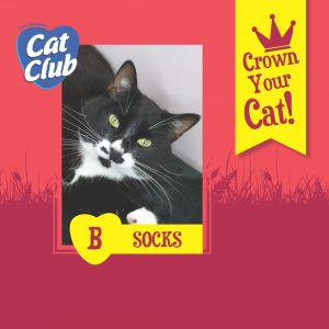 Cat Club Finalist Socks