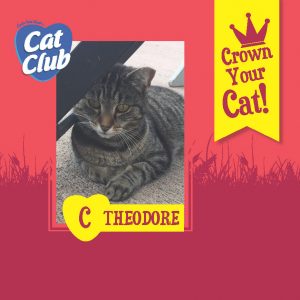 Cat Club Finalist Theodore