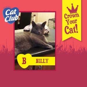 Billy Cat Club Finalist