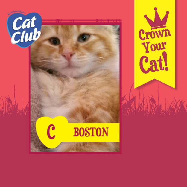 Introducing our seventh Cat Club finalist… Boston!