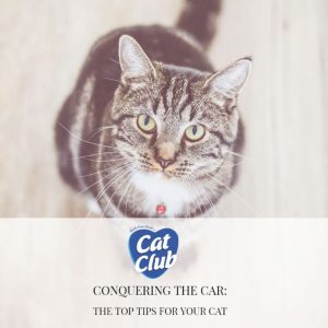 Conquering the Car: The Top Tips for Your Cat