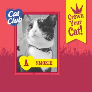 Smokie Cat Club Finalist