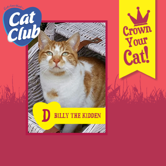 Introducing our fifteenth Cat Club finalist… Billy the Kidden!