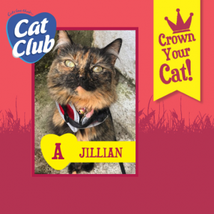 Jillian - Cat Club Finalist