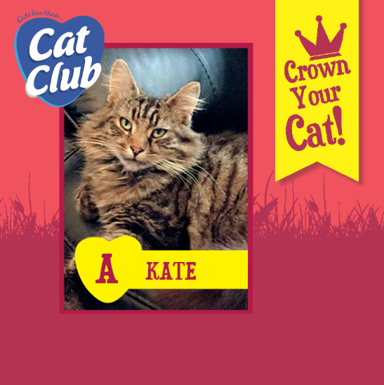 Introducing our twelfth Cat Club finalist… Kate!