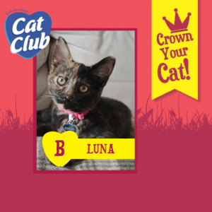 Luna Cat Club Finalist