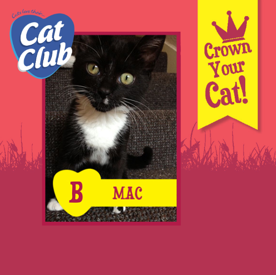 Introducing our thirteenth Cat Club finalist… Mac!