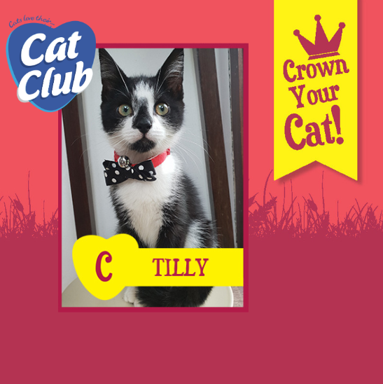 Introducing our eleventh Cat Club finalist… Tilly!