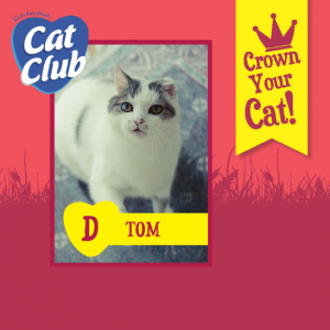 Tom - Cat Club Finalist